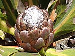 Protea vogtsiae 106202532.jpg