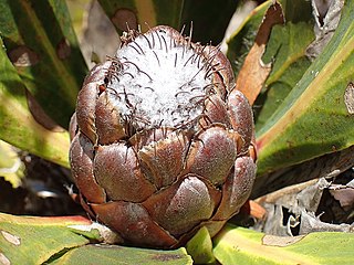 <i>Protea vogtsiae</i> Species of flowering plant in the family Proteaceae