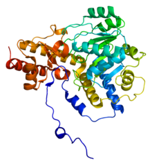 Protein AGXT PDB 1h0c.png