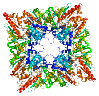 <span class="mw-page-title-main">CKMT1B</span> Protein and coding gene in humans