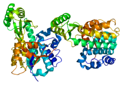 חלבון MCAT PDB 2c2n.png