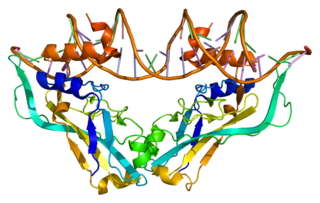 <span class="mw-page-title-main">TBX2</span> Protein-coding gene in the species Homo sapiens