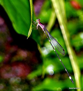 Protosticta sanguinostigma by Bala Chandran.jpg