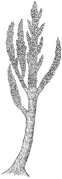 Prototaxites, 8 metrelik bir mantar cinsidir