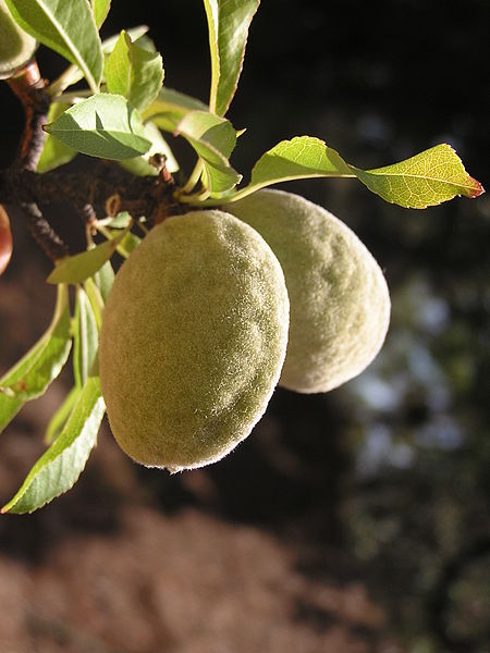 File:Prunus dulcis fruit (Ab plant 67).jpg