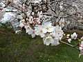 Prunus sp in Takaoka Kojo Park 04.jpg