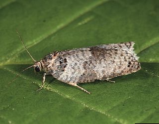 <i>Pseudeulia</i> Monotypic genus of tortrix moths