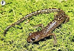 Pseudoeurycea jaguar from near El Mirador, Texhuacan, Veracruz.jpg