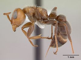 Pseudomyrmex kuenckeli