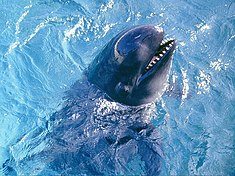 Tête d'une pseudorque ou Pseudorca crassidens. Sociable, elle forme des groupes de parfois plusieurs centaines d'individus. Redoutable prédatrice, elle s'attaque entre autres à des dauphins, des requins ou de jeunes baleines.