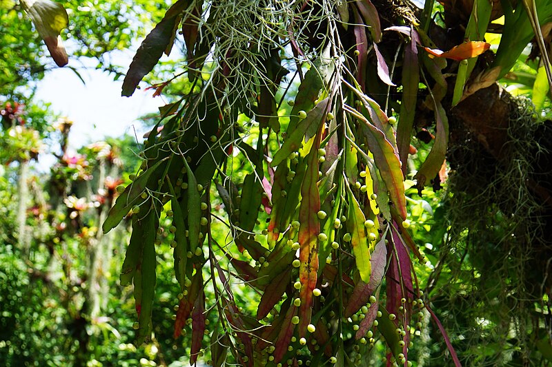 File:Pseudorhipsalis - panoramio.jpg