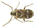 Ptinomorphus imperialis = Hedobia imperialis