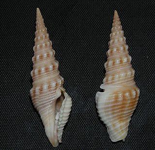 <i>Ptychobela vexillium</i> species of mollusc
