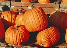 Several large pumpkins Pumpkins.jpg