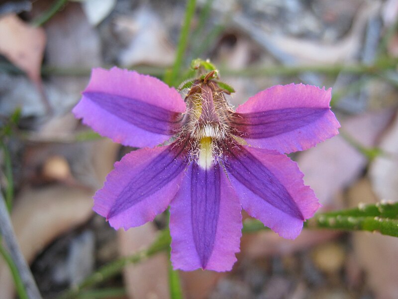 File:Purple Fan-flower (5478731926).jpg