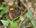 Female at Samsing