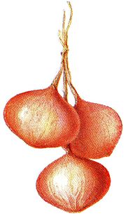 Gambar mini seharga Bawang beureum