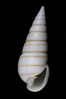 <i>Pyramidella dolabrata</i> Species of gastropod