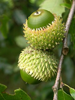 Der Fruchtbecher oder Cupula i