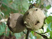 Quercus robur (Andricus kollari).002 - Pobra do Caramiñal.JPG