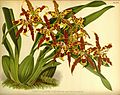 Oncidium × mulus (as syn. Odontoglossum cuspidatum var. xanthoglossum) Plate 390 in: R.Warner - B.S.Williams: The Orchid Album (1882-1897)