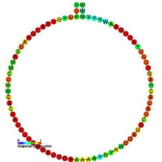 Small nucleolar RNA Me28S-Am982