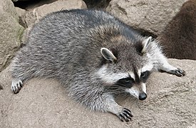 Raccoon (Procyon lotor) 3.jpg