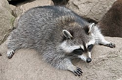 250px-Raccoon_(Procyon_lotor)_3.jpg