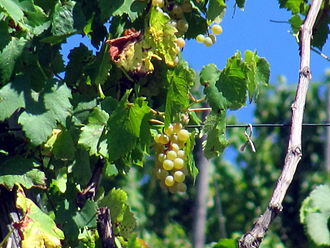 In the early 21st century, DNA analysis showed that Luglienga shared a parent-offspring relationship with Prie blanc (pictured) with Luglienga likely being the parent variety. Radebeul Prie Blanc Traube September2013.jpg