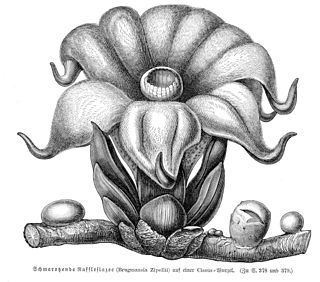 <i>Rhizanthes</i> Genus of flowering plants