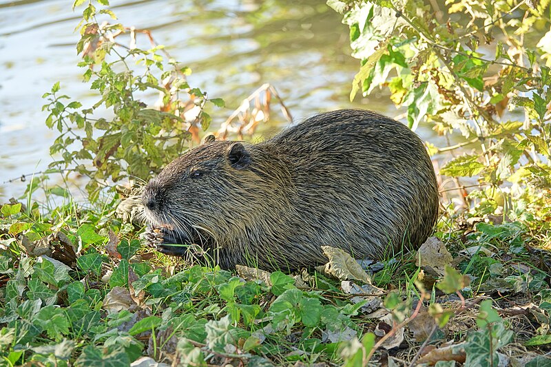 File:Ragondin (Myocastor coypus) (35).jpg