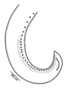 Raphidascaris (Ichthyascaris) etelidis