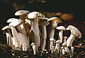 Leucocybe connata