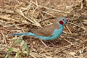 Red-cheeked cordon-bleu (Uraeginthus bengalus bengalus) male.jpg