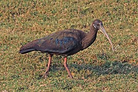 Red-naped ibis (Pseudibis papillosa) immature.jpg