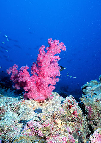 A healthy coral reef has a striking level of biodiversity in many forms of marine life.