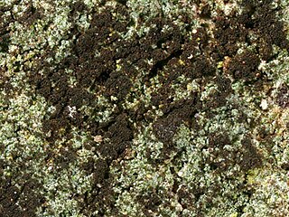 <i>Reichlingia</i> (lichen) Genus of lichens