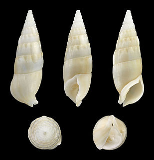 <i>Rhinoclavis vertagus</i> species of mollusc