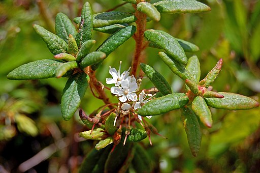 Rhododendron groenlandicum (16316899726)