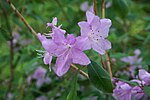 Rododendron oreotrephes 5. 
 JPG