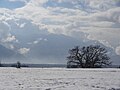 Rißkopf und Hoher Fricken (über dem Baum) hinter dem Murnauer Moos