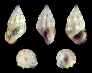 <i>Rissoa splendida</i> Species of gastropod