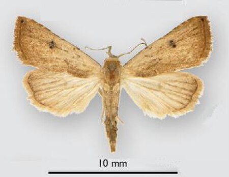 Rivula nigripuncta