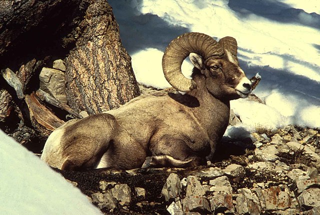 640px-Rocky_mountain_bighorn_sheep_ram_m