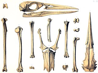 <span class="mw-page-title-main">Rodrigues night heron</span> Extinct species of bird