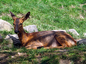 Roe deer chevreuil pyrenees.jpg