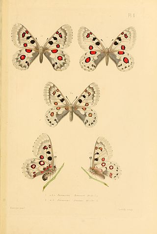 <i>Parnassius tianschanicus</i> Species of butterfly