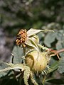 Rosa abietina fruits