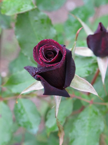 File:Rose Black Velvet バラ ブラックベルベット (5196364919).jpg