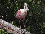 Roseate Spoonbill RWD2.jpg